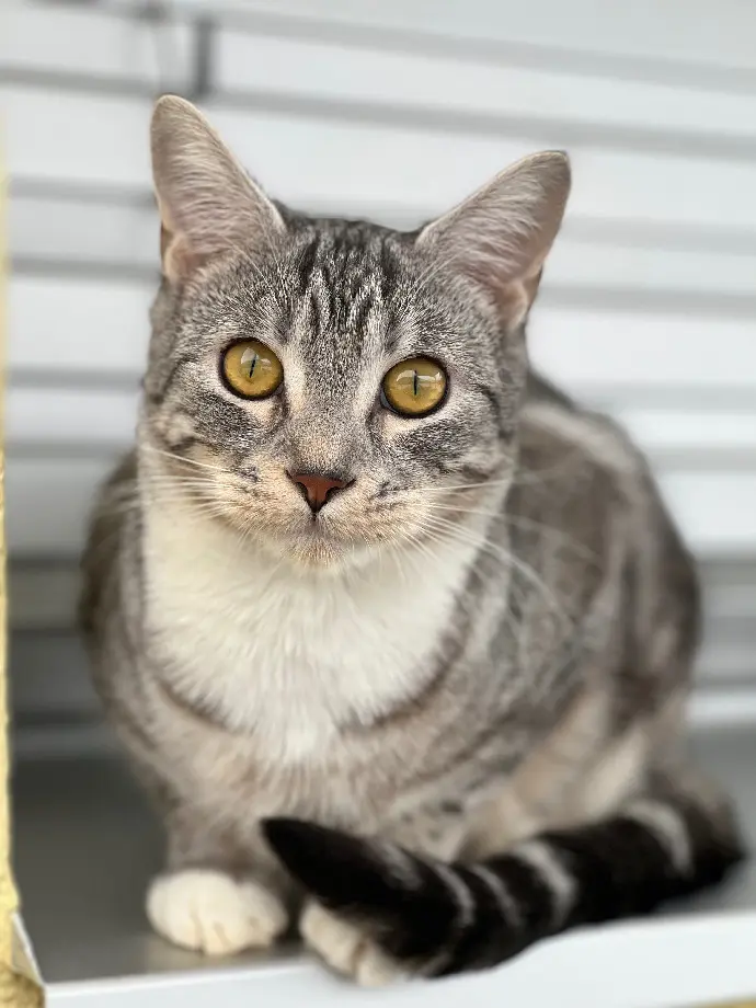 Chat Perdu Wahlkreis Toggenburg Neckertal - Hoshi